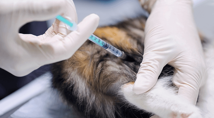 A cat receiving a pet vaccination in Johnston, IA