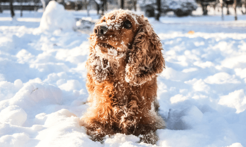 dog-in-snow-610467