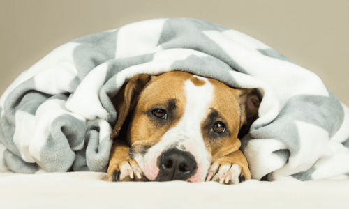 dog-wrapped-in-blanket-610471