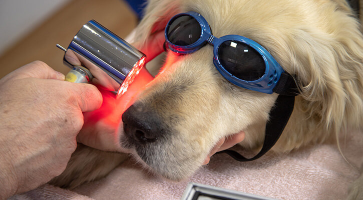 A dog with sunglasses on receiving veterinary laser therapy