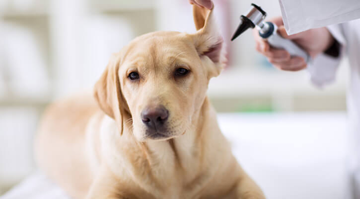 A dog having his ear examined during a veterinary emergency exam