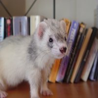 ferrets-can-be-furry-200_2-154283