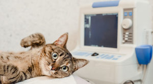 A cat laying next to a X-ray machine, getting ready for radiology services in Johnston, IA