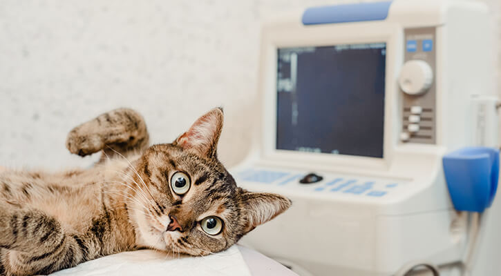 A cat laying next to an ultrasound machine about to receive a veterinary ultrasound in Johnston, IA